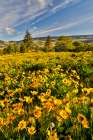 USA, Oregon, Mosier. Landscape of balsamroot and oaks on hillside above the Columbia River Art Print